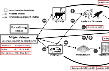 COAT predicted an increase in ptarmigan populations in Finnmark this year and this corresponds well with FeFo's own surveys